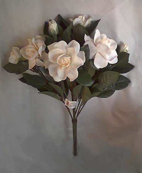 Gardenia Bush